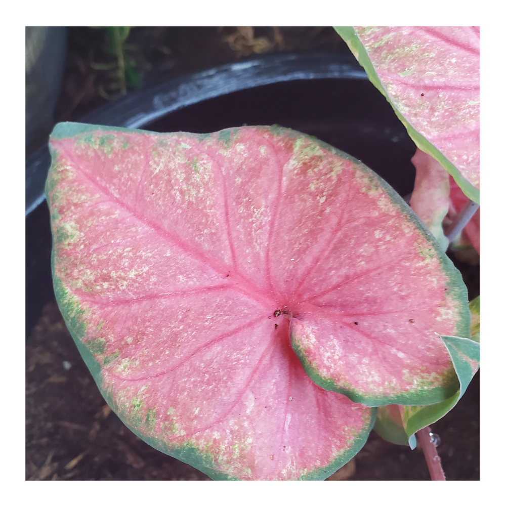 CALADIUM CHINOOK