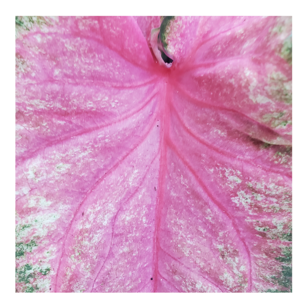 CALADIUM CHINOOK