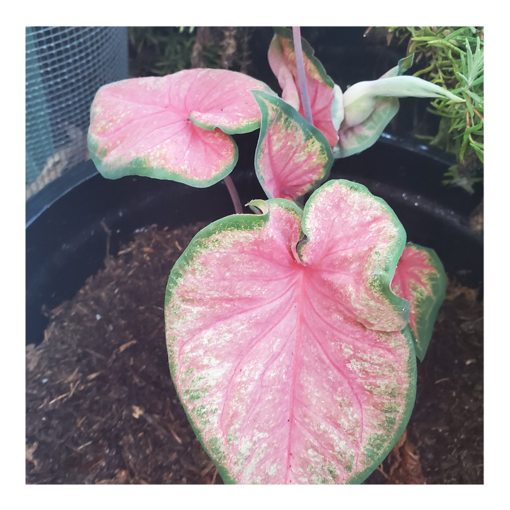 CALADIUM CHINOOK