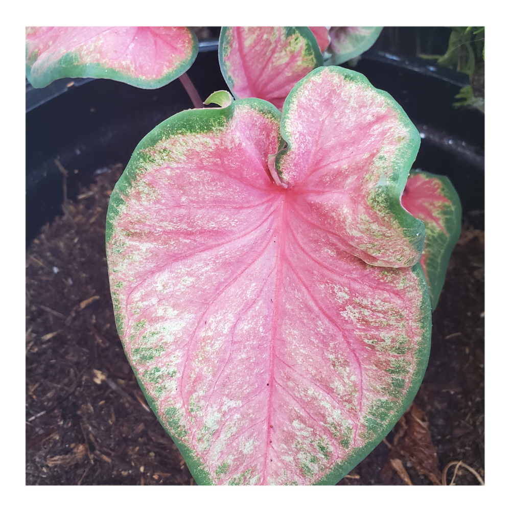 CALADIUM CHINOOK