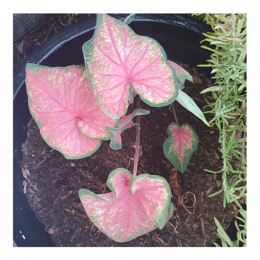 CALADIUM CHINOOK
