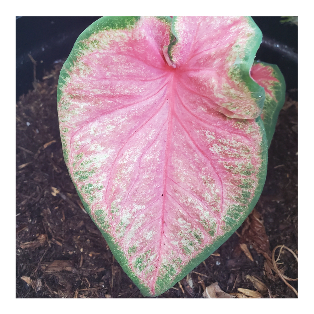 CALADIUM CHINOOK