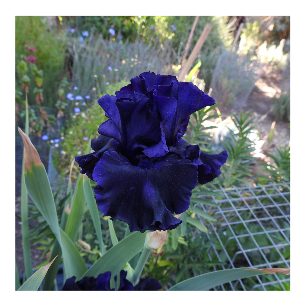 BAD INTENSIONS DWARF BEARDED IRIS