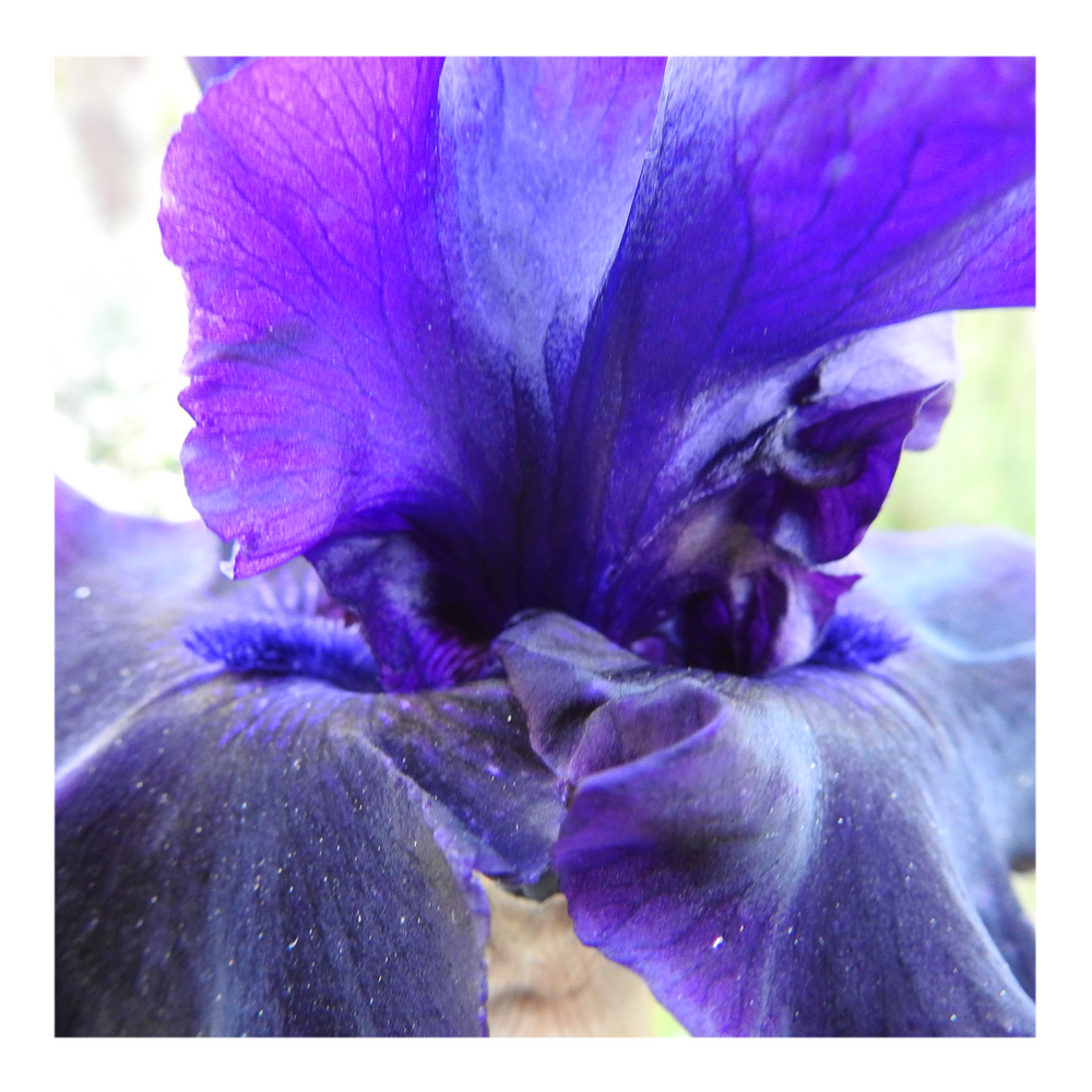 BAD INTENSIONS DWARF BEARDED IRIS