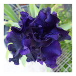 BAD INTENSIONS DWARF BEARDED IRIS