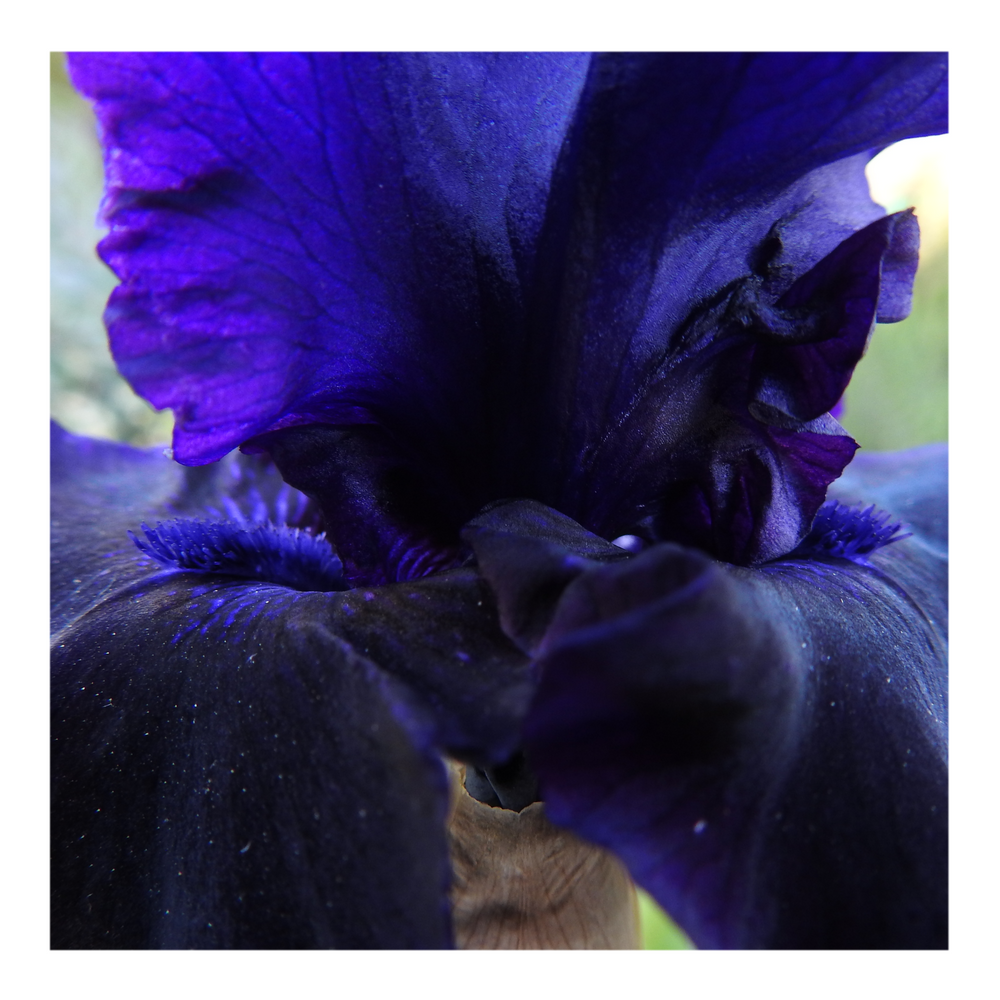 BAD INTENSIONS DWARF BEARDED IRIS