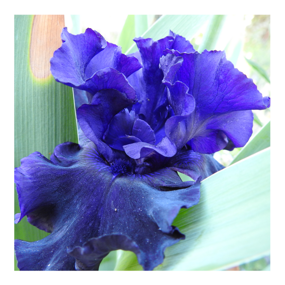 BAD INTENSIONS DWARF BEARDED IRIS