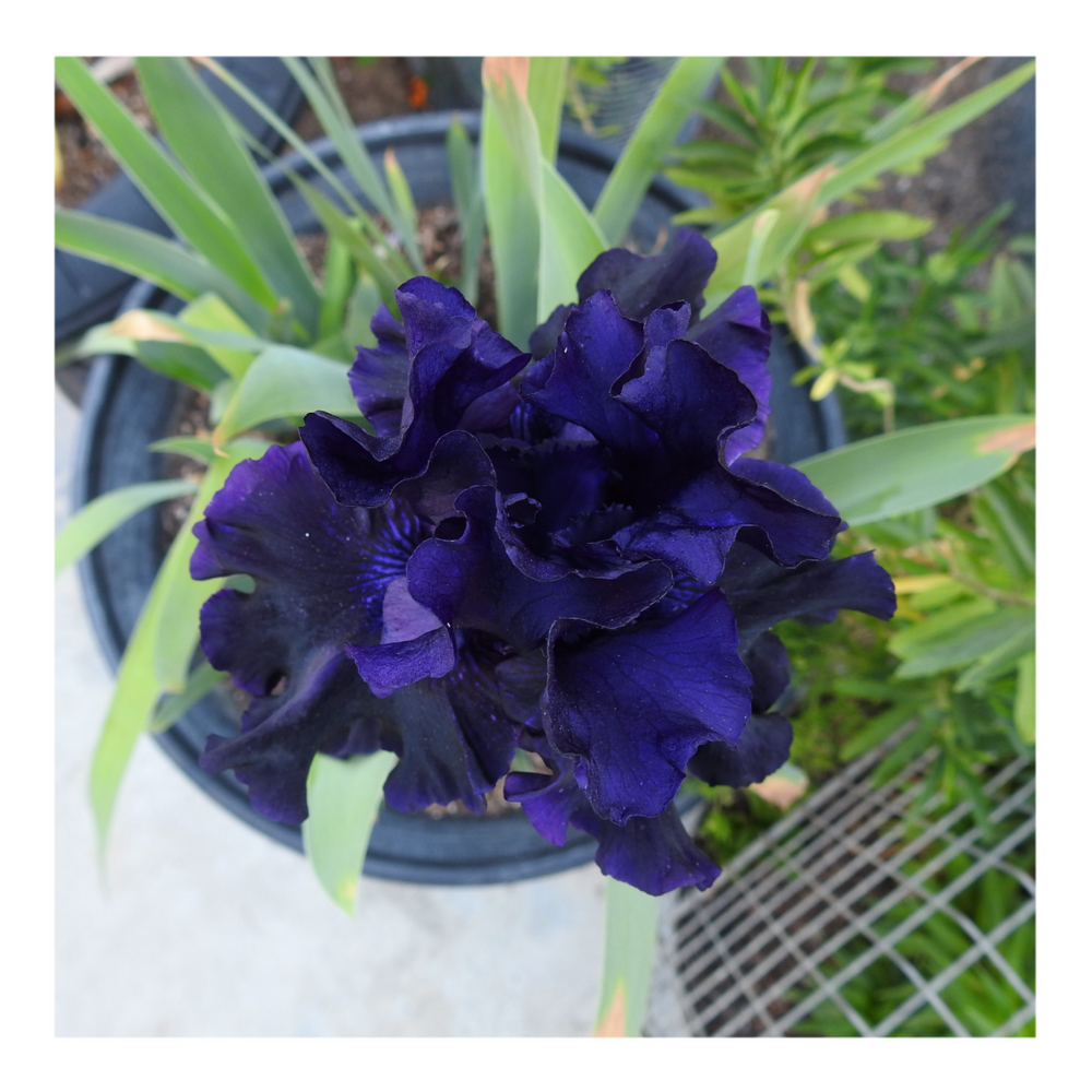 BAD INTENSIONS DWARF BEARDED IRIS