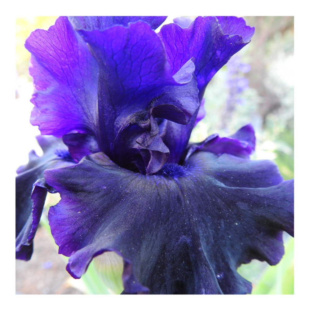BAD INTENSIONS DWARF BEARDED IRIS