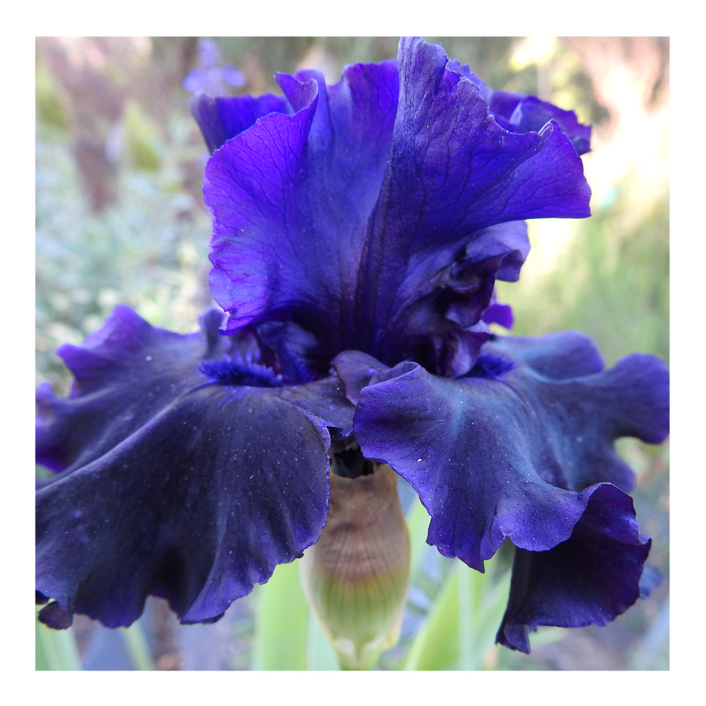 BAD INTENSIONS DWARF BEARDED IRIS