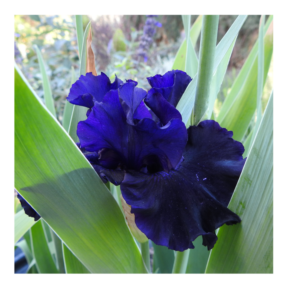 BAD INTENSIONS DWARF BEARDED IRIS