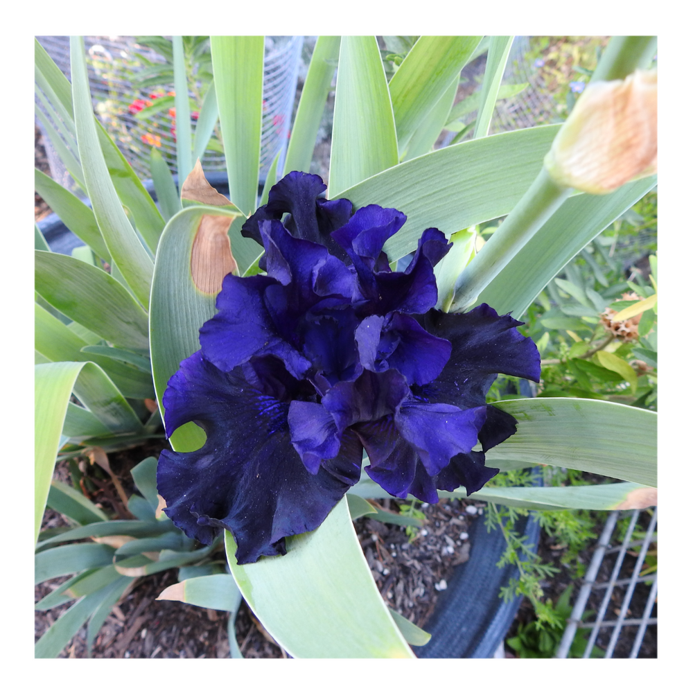 BAD INTENSIONS DWARF BEARDED IRIS