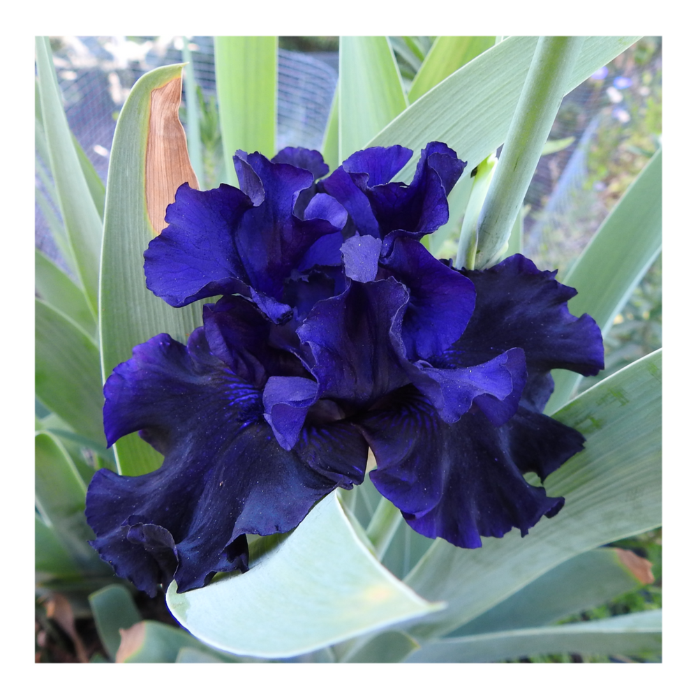 BAD INTENSIONS DWARF BEARDED IRIS