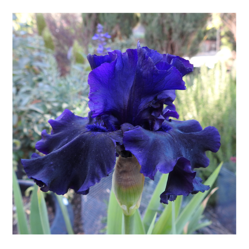 BAD INTENSIONS DWARF BEARDED IRIS