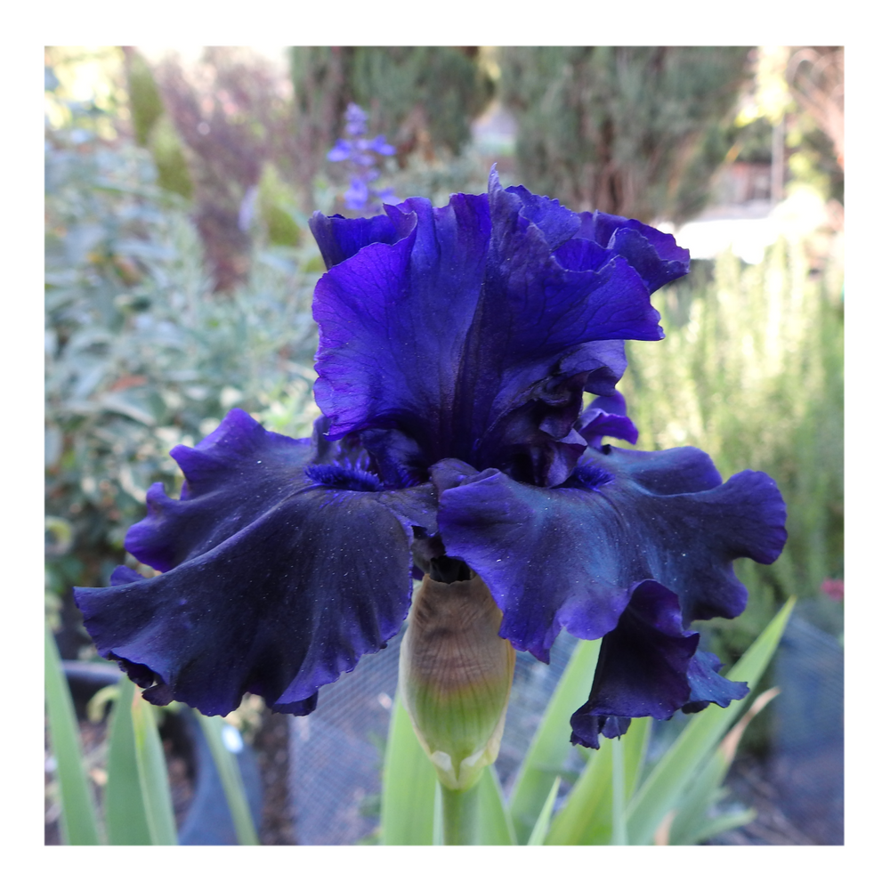 BAD INTENSIONS DWARF BEARDED IRIS