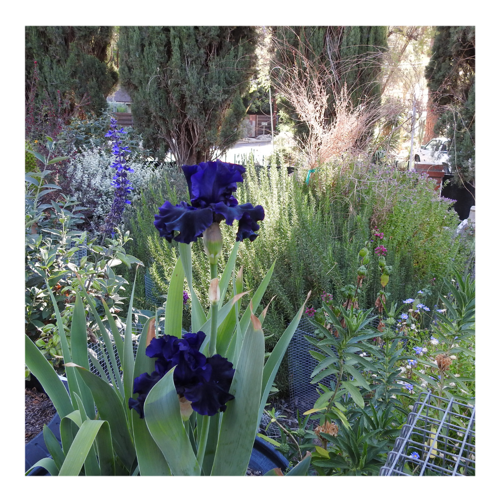 BAD INTENSIONS DWARF BEARDED IRIS