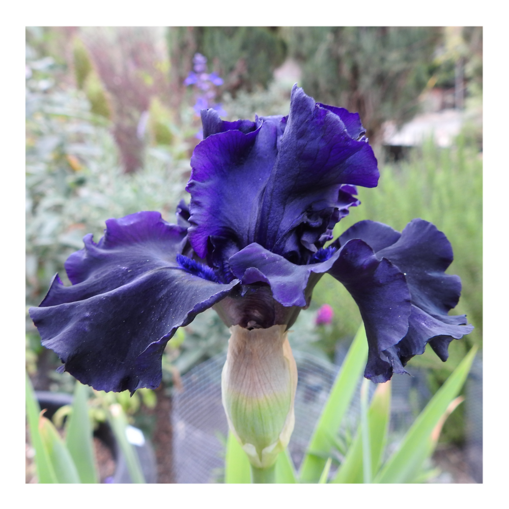 BAD INTENSIONS DWARF BEARDED IRIS