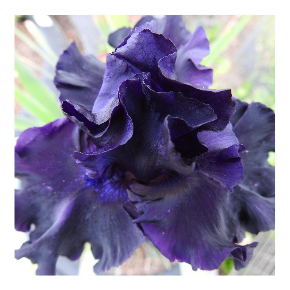 BAD INTENSIONS DWARF BEARDED IRIS
