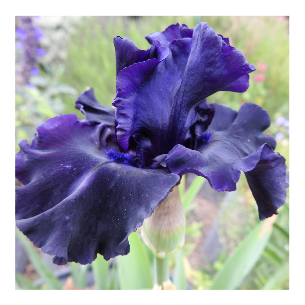 BAD INTENSIONS DWARF BEARDED IRIS