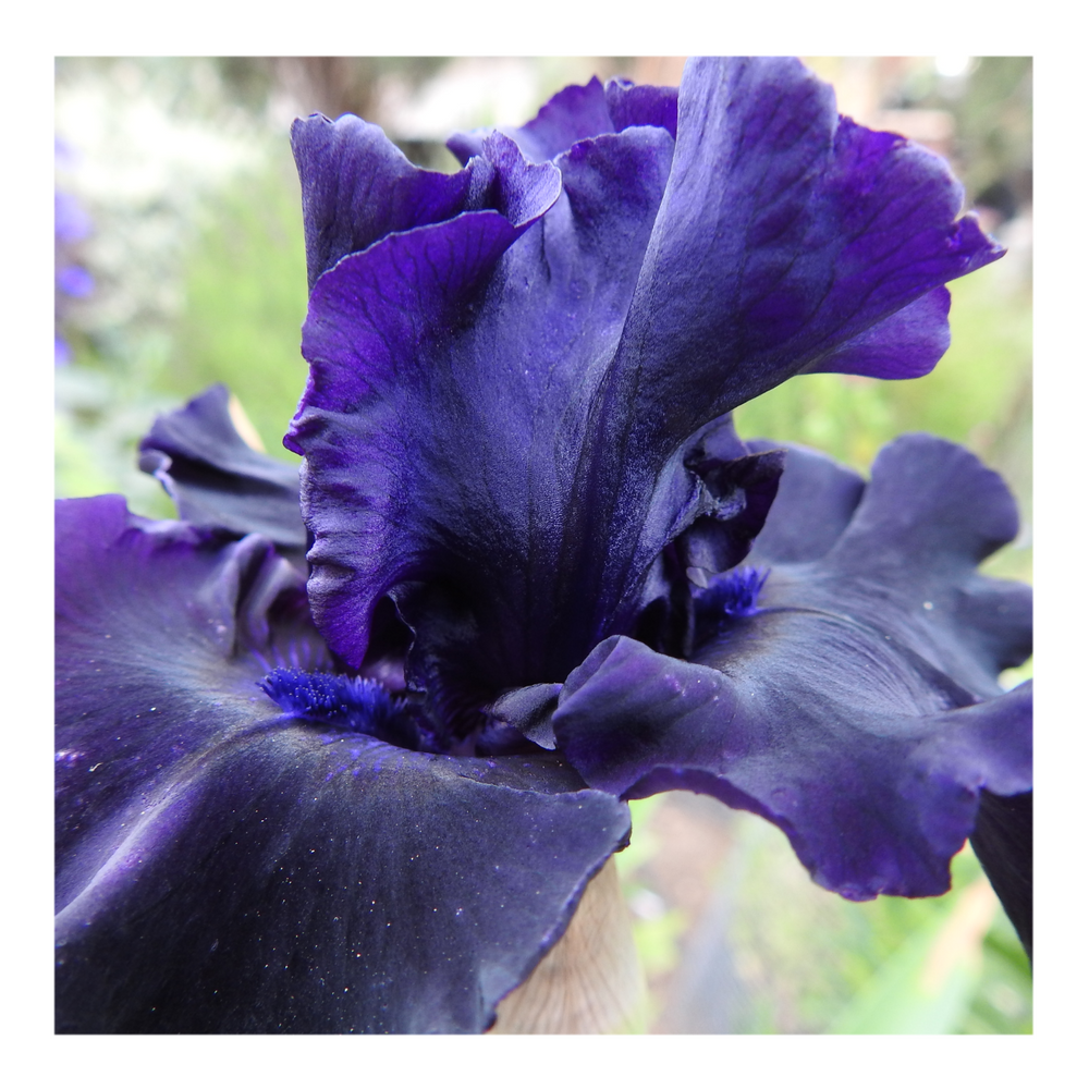 BAD INTENSIONS DWARF BEARDED IRIS