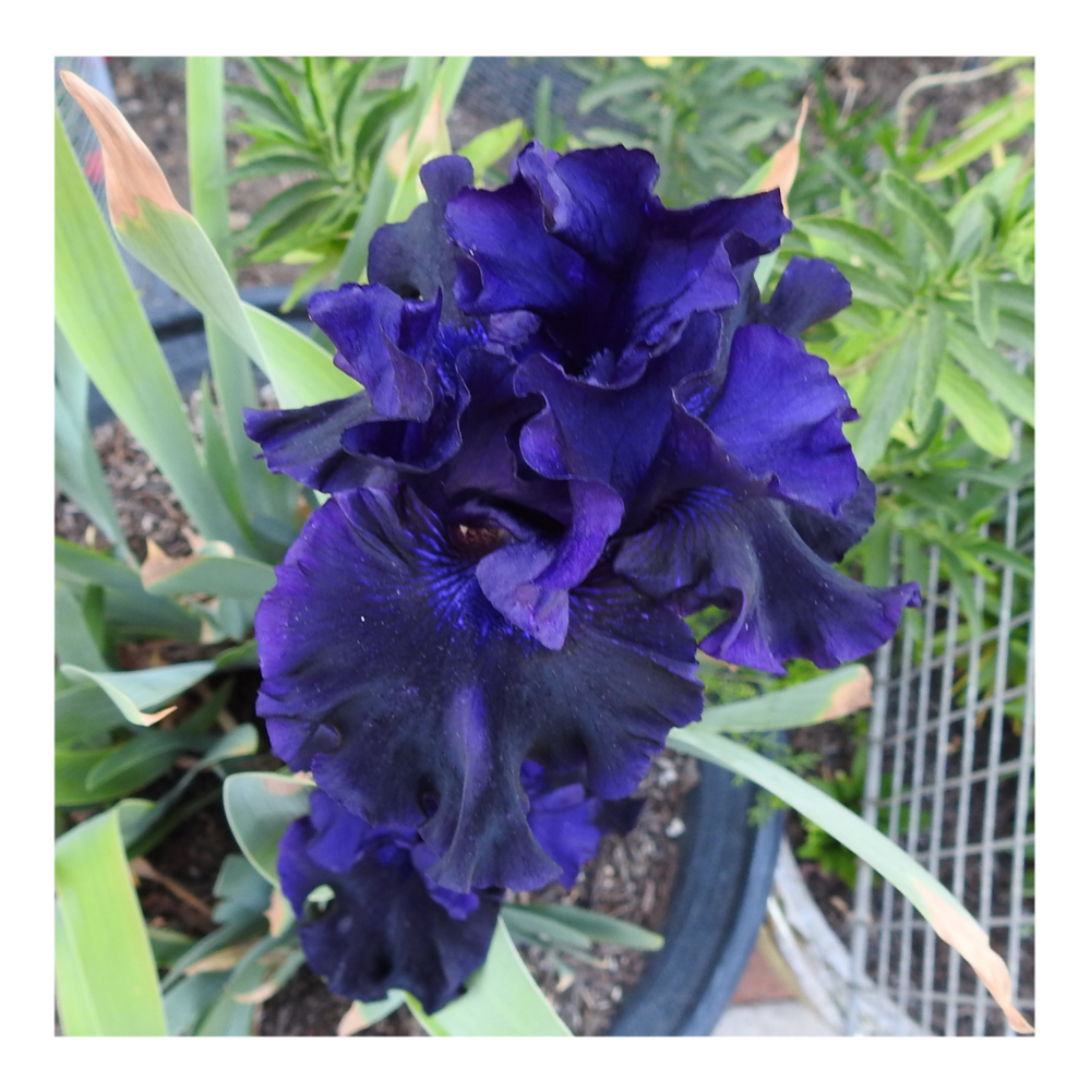 BAD INTENSIONS DWARF BEARDED IRIS
