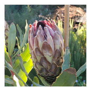PROTEA SYLVIA