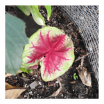 CALADIUM LEMON BLUSH