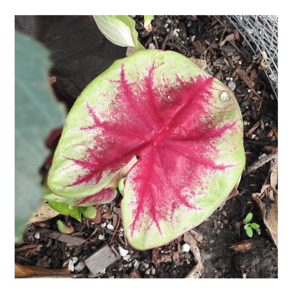 CALADIUM LEMON BLUSH