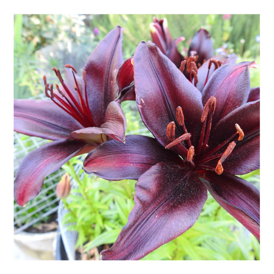 LANDINI ASIATIC LILY