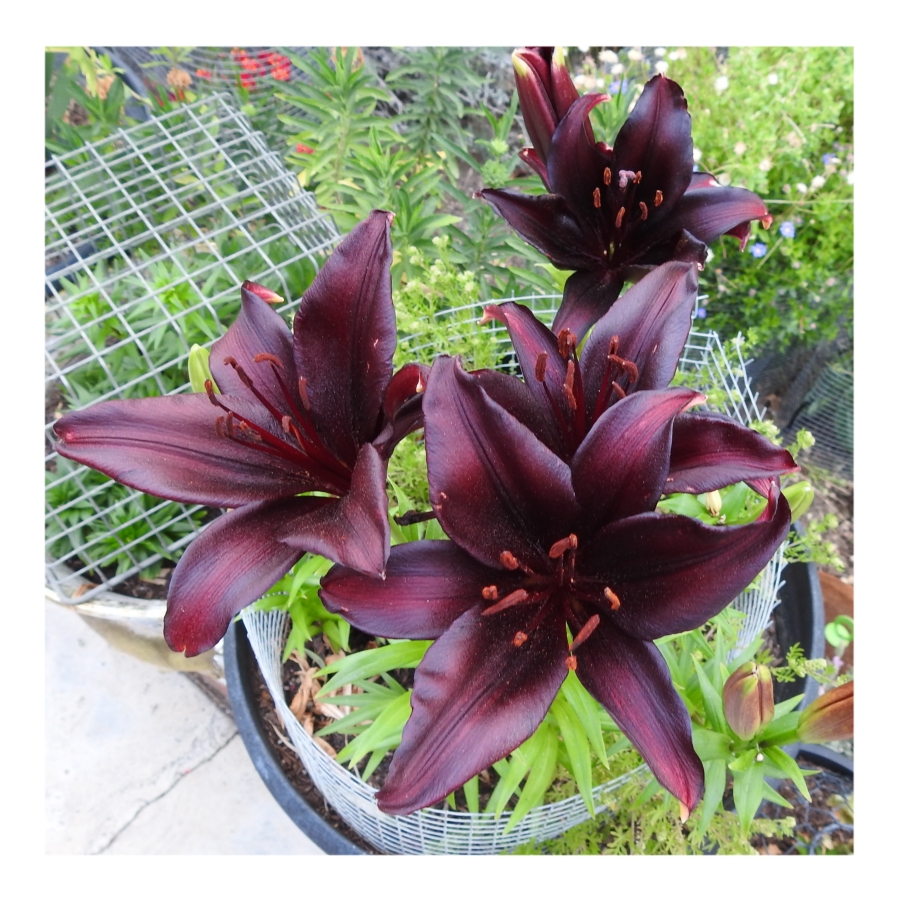 LANDINI ASIATIC LILY