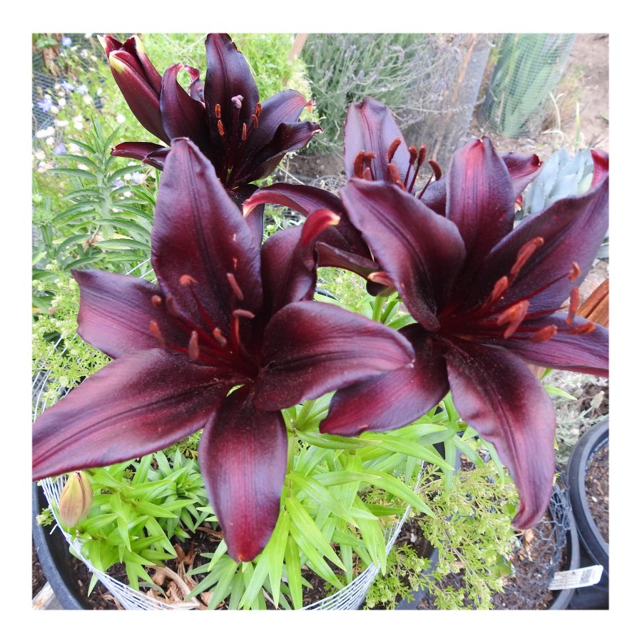 LANDINI ASIATIC LILY