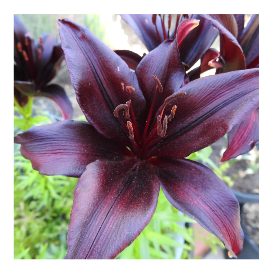 LANDINI ASIATIC LILY