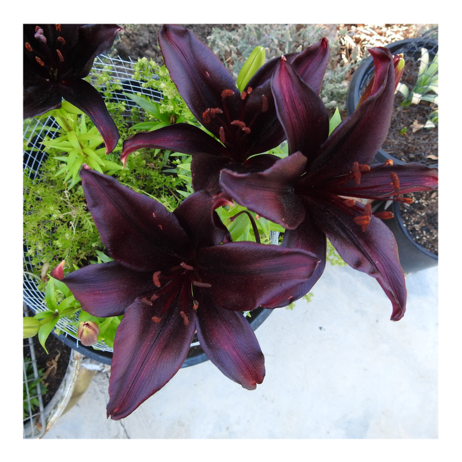 LANDINI ASIATIC LILY