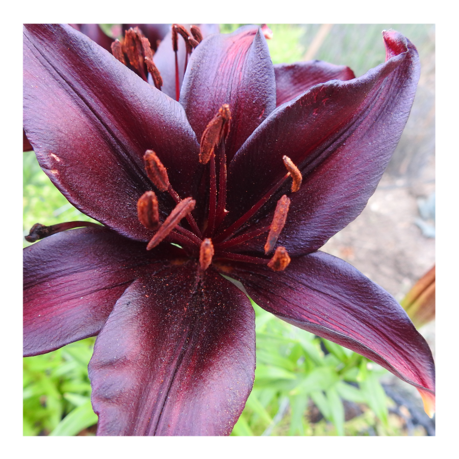 LANDINI ASIATIC LILY