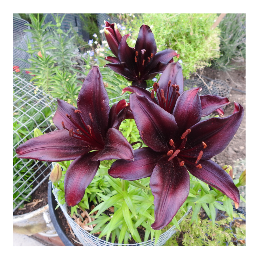 LANDINI ASIATIC LILY