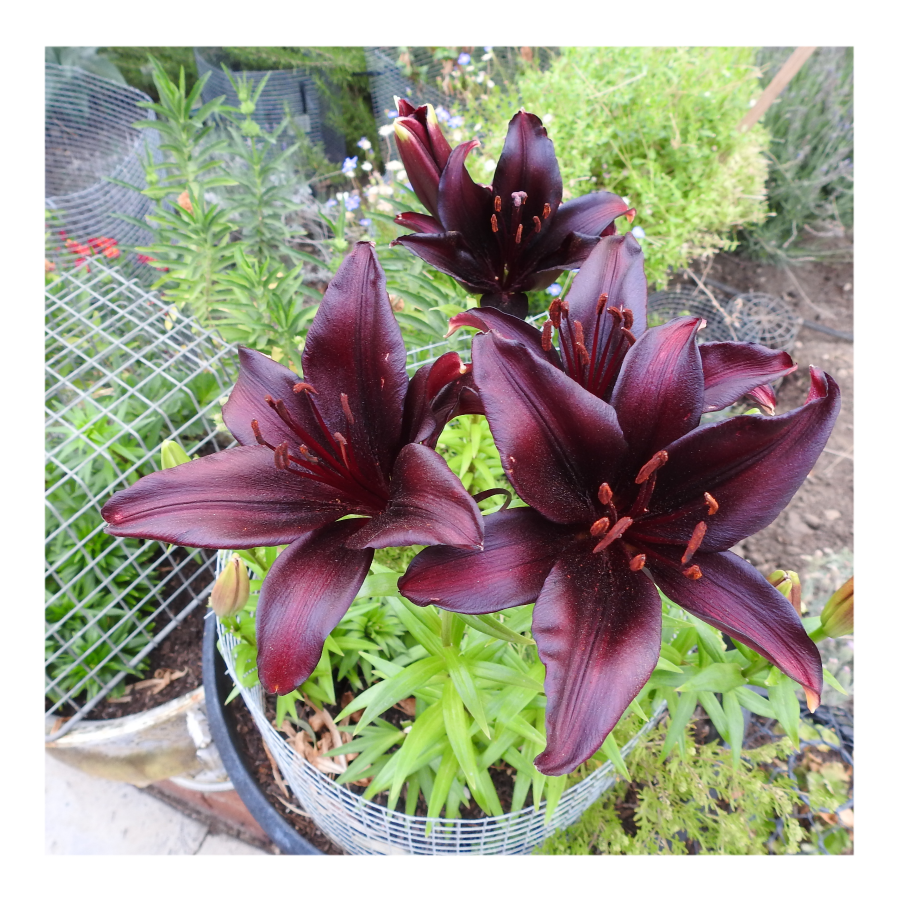 LANDINI ASIATIC LILY