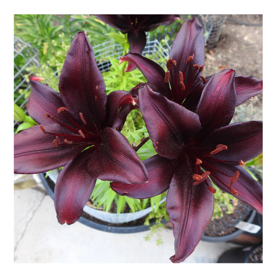 LANDINI ASIATIC LILY