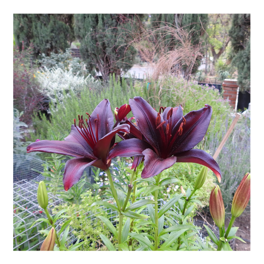LANDINI ASIATIC LILY