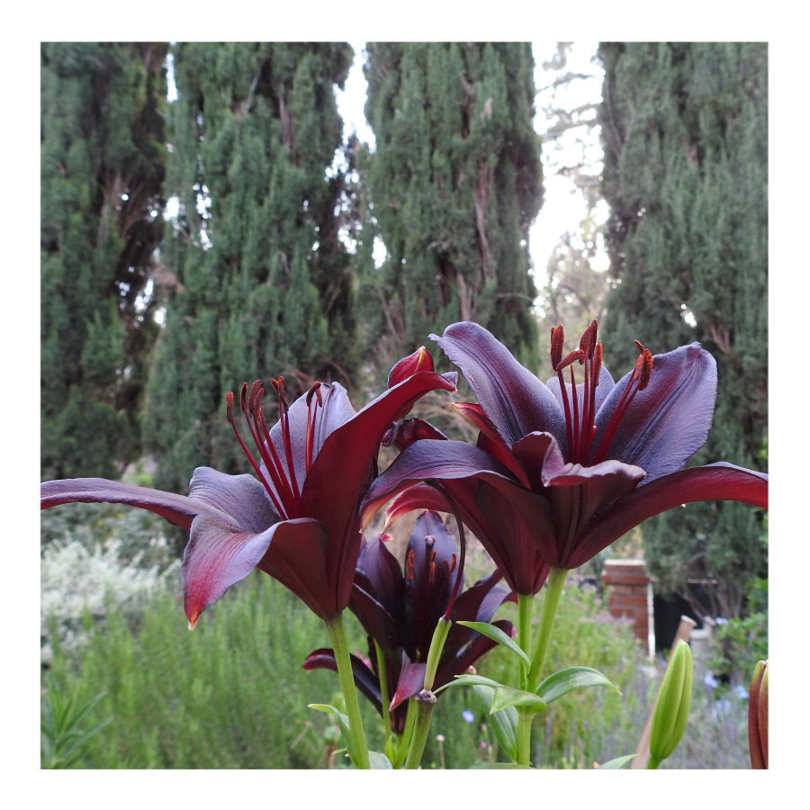 LANDINI ASIATIC LILY