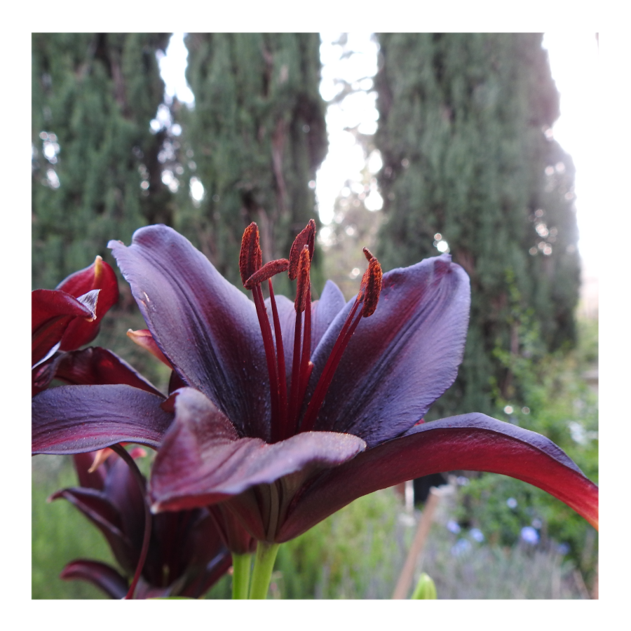 LANDINI ASIATIC LILY