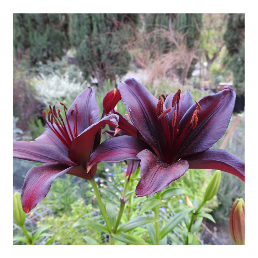 LANDINI ASIATIC LILY