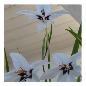PEACOCK ORCHID