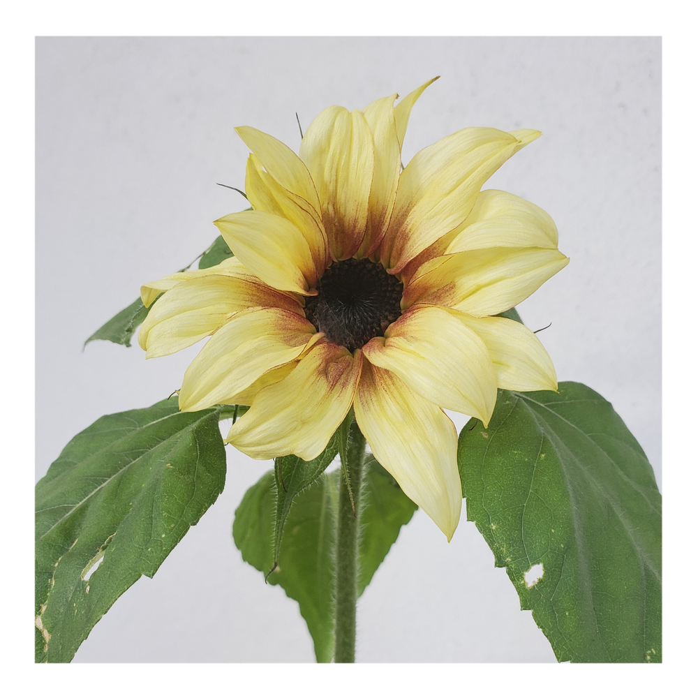 PRO CUT PLUM SUNFLOWER