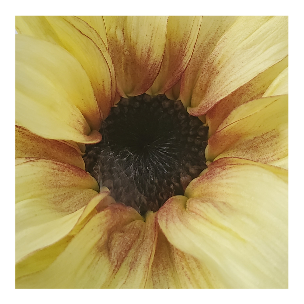 PRO CUT PLUM SUNFLOWER