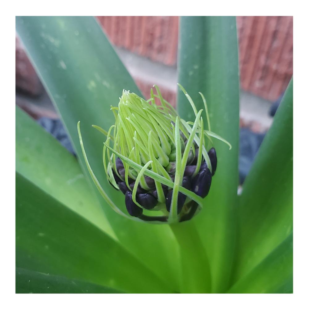 RADIANT STARRY BLUE SCILLA