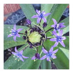 RADIANT STARRY BLUE SCILLA