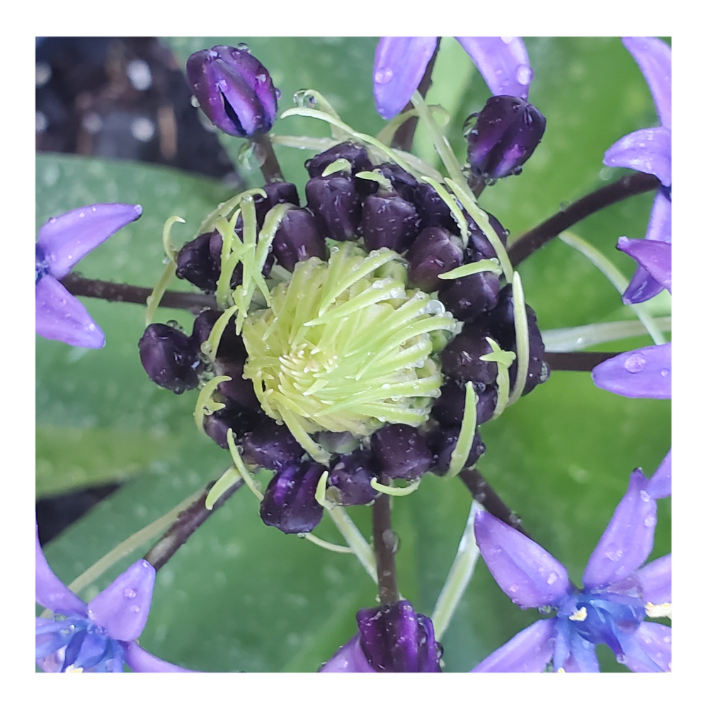 RADIANT STARRY BLUE SCILLA