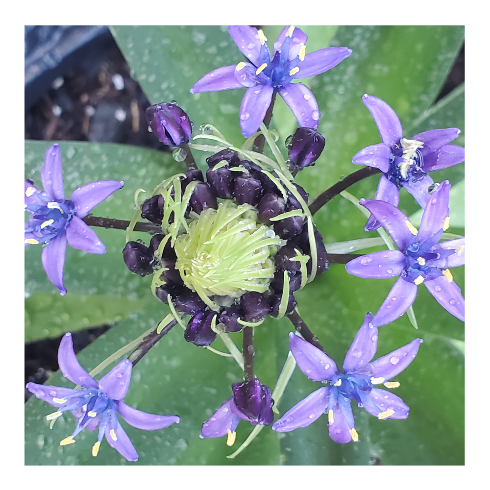 RADIANT STARRY BLUE SCILLA