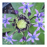 RADIANT STARRY BLUE SCILLA