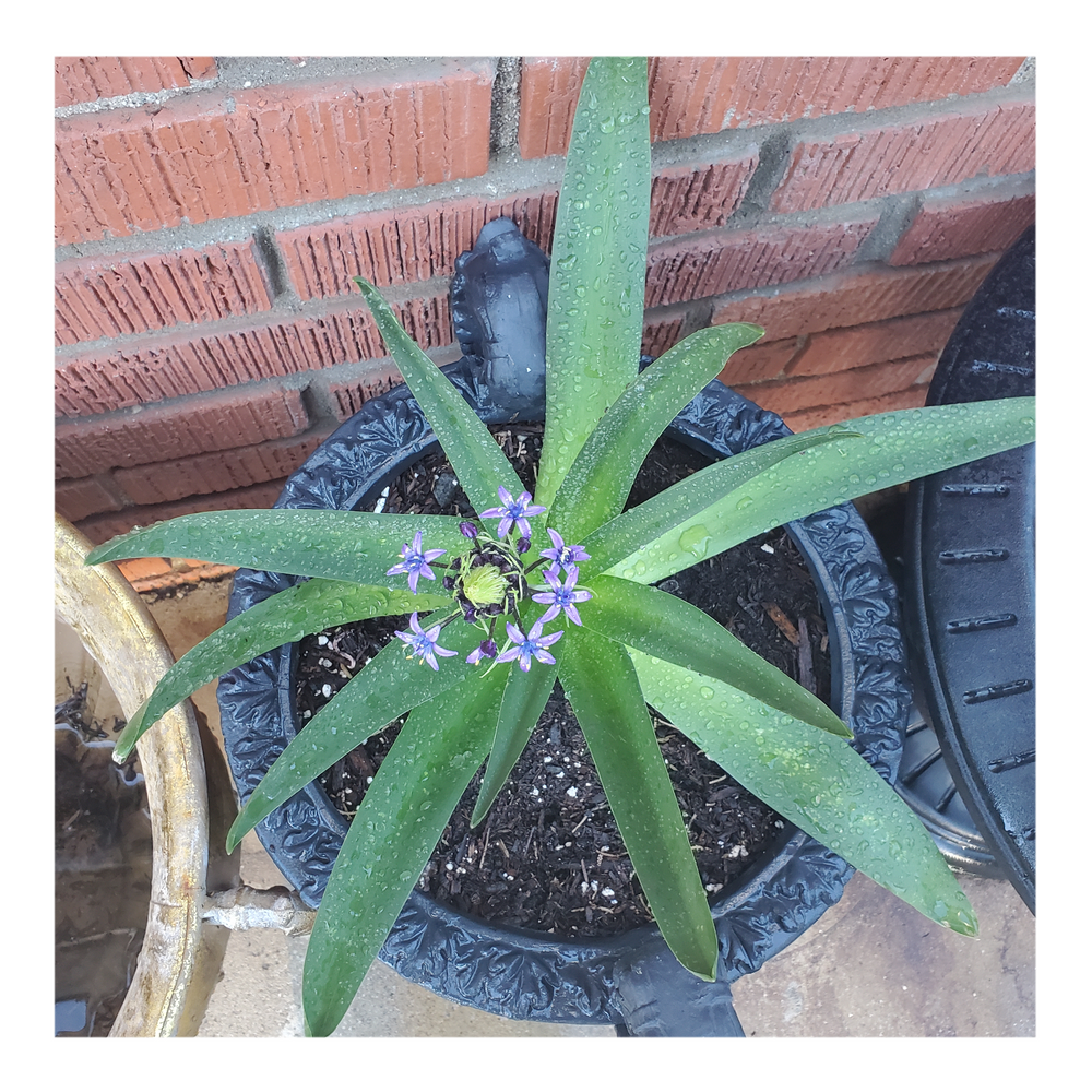 RADIANT STARRY BLUE SCILLA